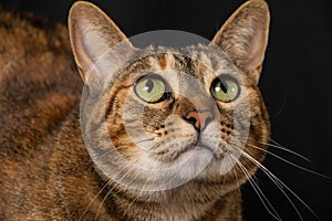 Close-up of the face of a tabby cat with green eyes, looking up, on black background
