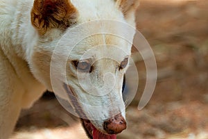 Dingo profile portrait
