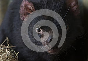 Close up Face of Tasmanian Devil