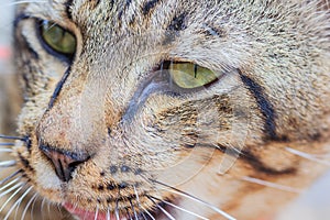 Close up face of Thai cat