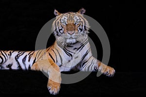 Close up face tiger on black background