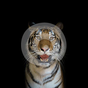 Close up face tiger isolated on black background