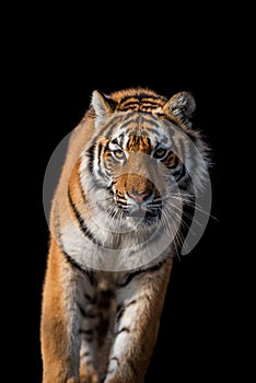 Close up face tiger isolated on black background