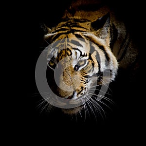 Close up face tiger isolated on black background