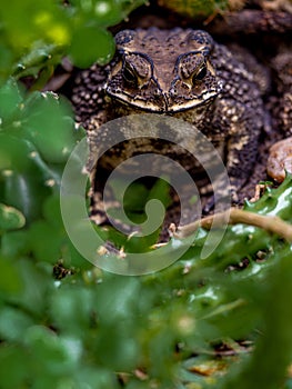 The face of a Toad Bufo melanostictus