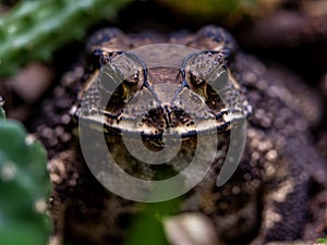 Close-up of the face of a Toad Bufo melanostictus