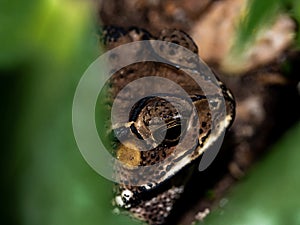 Closeup of the face of a Toad Bufo melanostictus