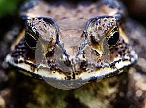The face of a Toad Bufo melanostictus