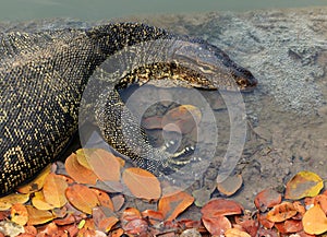 Close up face of Water monitor Varanus salvator lying in water p photo