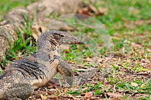 Close up face of Water monitor Varanus salvator on natural field