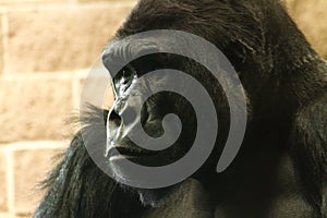 Gorilla Face, Close photo