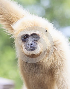 Close up face of White Cheeked ,white hand Gibbon or Lar Gibbon