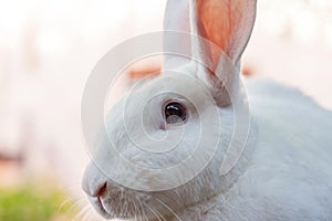 Face of the white furry rabbit. photo