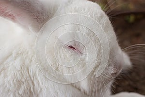 Face of the white furry rabbit. photo