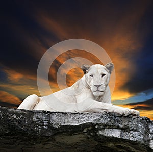 Close up face of white lioness lying on rock cliff against beaut