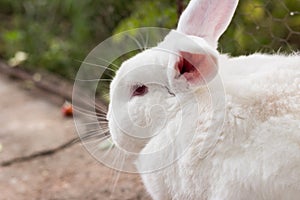 Face of a white, plump, furry rabbit. photo