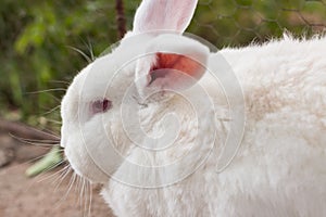 Face of a white, plump, furry rabbit. photo