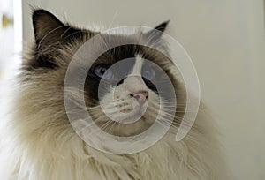 Close-up face of young adult fluffy white purebred Ragdoll cat with blue eyes, staring at something