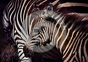 Close up face of young african wilderness zebra pony in field