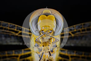 close up facet yellow dragonfly