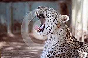 Close up facial portrait of an adult Asian leopard yawning