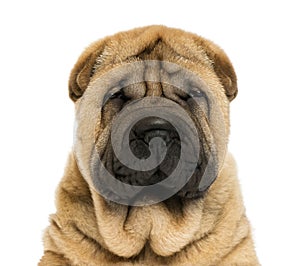 Close-up on facing Sharpei puppy head