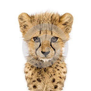 Close-up on a facing three months old cheetah cubs, isolated photo