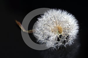 Close-up of a faded dandelion on a black background