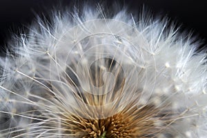 Close-up of a faded dandelion with flower seeds