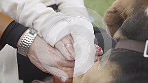 Close-up of faithful beagle holding paw on hands of unrecognizable Caucasian young and senior women. Dog enjoying