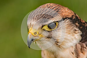 A close up Falcon Eye view