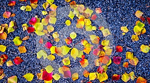 Close up Fall Foliage Leaves fall to the ground with dark Contrasting Asphalt