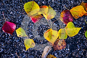 Close up Fall Foliage Leaves fall to the ground with dark Contrasting Asphalt photo