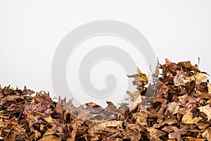 Close up of fall leaves