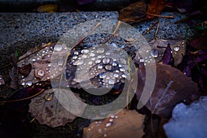 Close-up Fall Leaves and Droplets