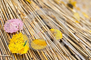 Close-up of fallen autumn leaves lying on a thatched roof