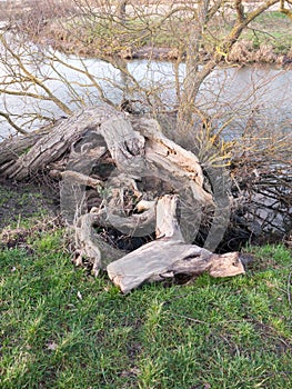 close up of fallen bare tree trunk stump uk