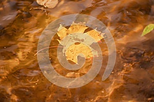 Close-up of fallen colorful autumn leaf of maple in water with sun reflections, gold ripples