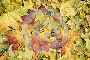 Close-up of fallen colorful autumn leaves of maple in grass, autumn has come. Seasons. Stylized as old vintage style
