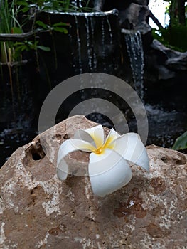 Close-Up Fallen Glory