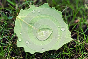 Close-up fallen leave with big water drops of dew or after rain on green grass lawm. First fallen leaves and early autumn concept