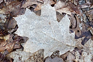 Close up of fallen leaves on ground in autumn