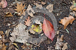 Close up of fallen leaves on ground in autumn