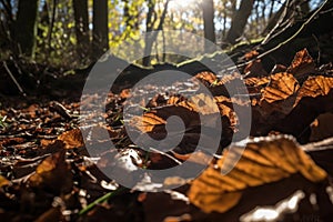 close-up of fallen leaves, with the sun shining through them