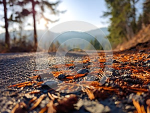 Close-up of fallen pine needles and stones on a forest road with a scenic mountain backdrop
