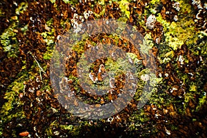Close up of a fallen tree with vegetation growing on it