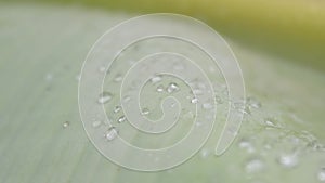 Close up falling raindrops water on green Banana tree leaf. Summer Monsoon Rain drops on Green Tree leaves like Crystal Ball.