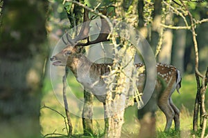 Close up of a Fallow deer, Dama Dama, ruting behaviour