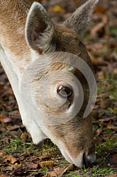 Close up of a fallow deer fawn