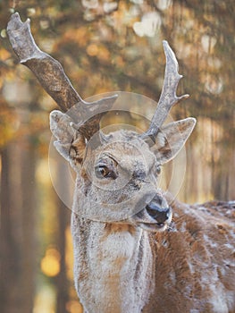 Close Up of Fallow Deer at first light